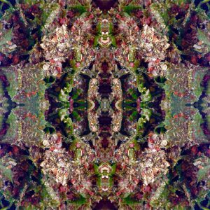Kruiden dressing met oa peterselie